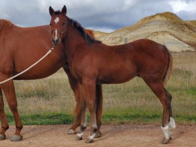 Whiskey Up Zinc JW <BR> AQHA 6253098